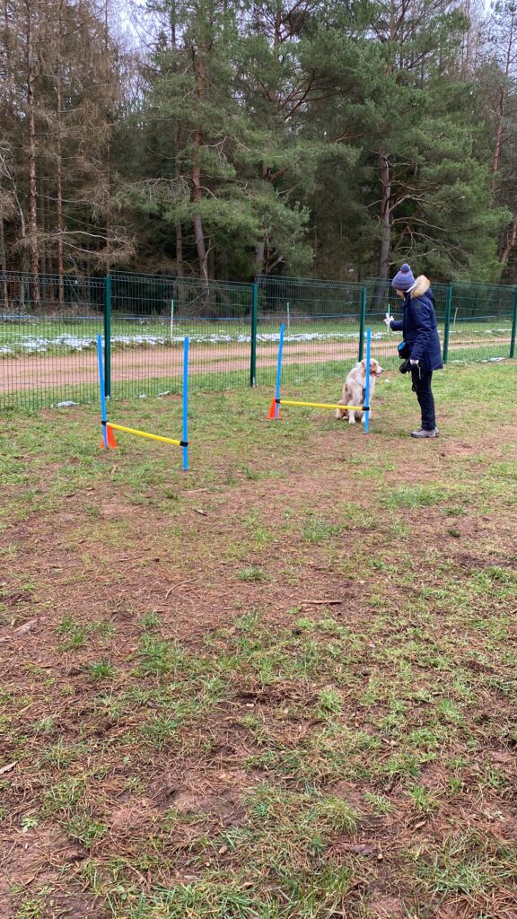 Agility fun