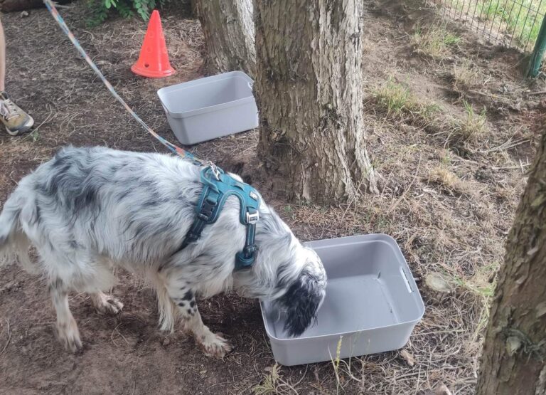 Journée Cani’Fun !