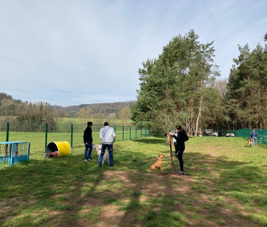 Chasse aux friandises éducation k'nine 2023