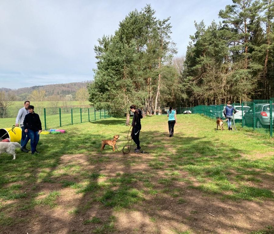 Chasse aux friandises éducation k'nine 2023