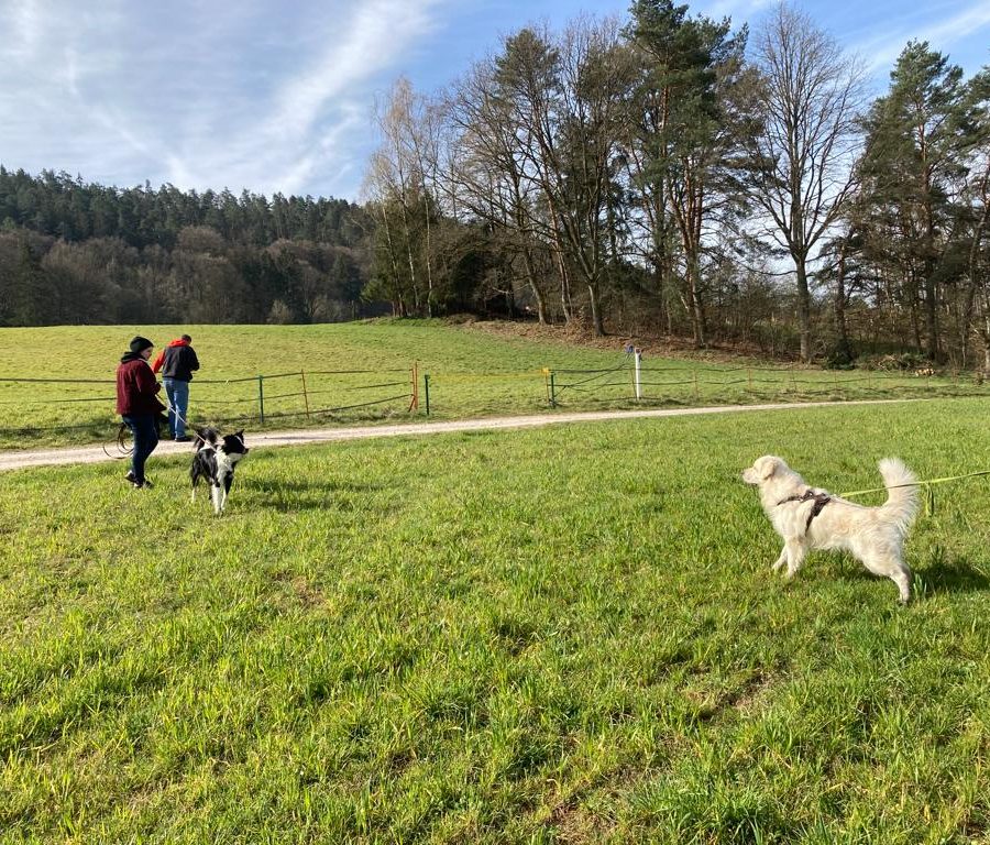 Chasse aux friandises éducation k'nine 2023