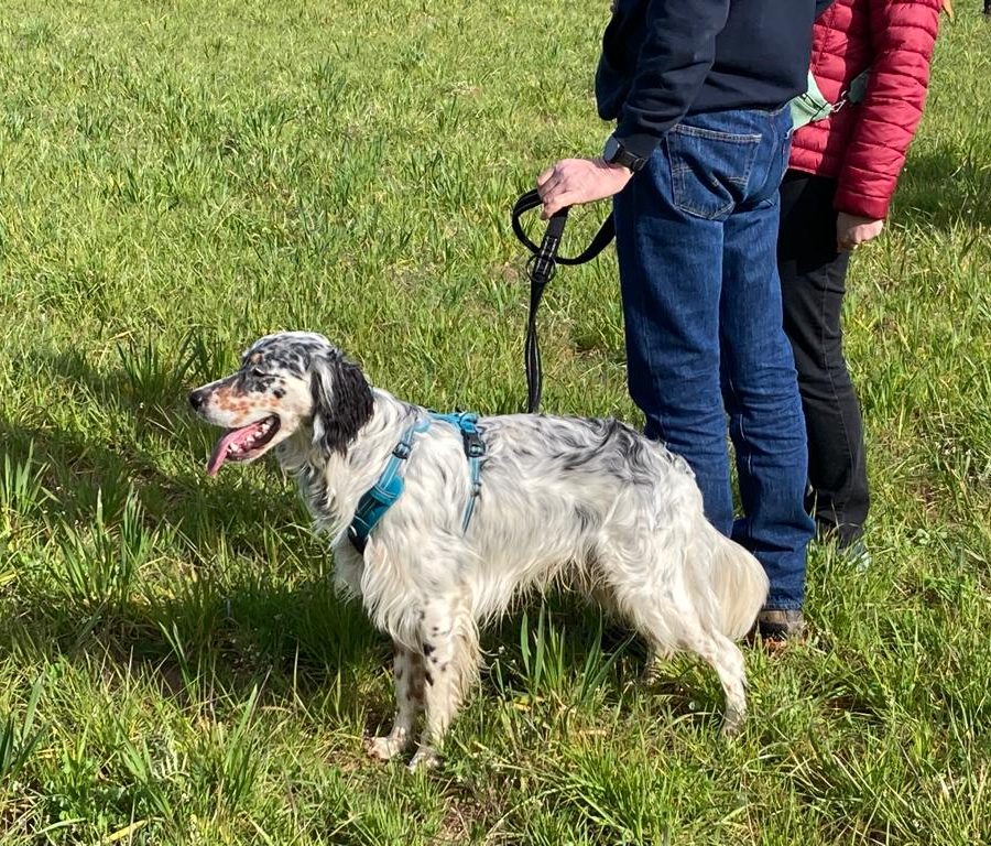 Chasse aux friandises éducation k'nine 2023